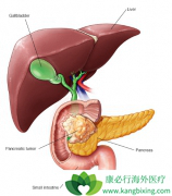 �������ٰ�֢״����θ�׵���������������֢״����