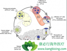 ��PD-1ҩ����������ҩ�����ƶ����ֳ���ǿ�������Ч��