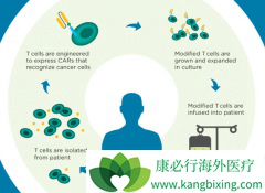 CAR-T��ͨ�����򹤳̼����˹������������ߵ�Tϸ��