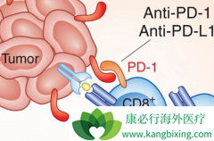 ����PD-1���Ƽ����Ƹΰ�������Ч��