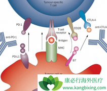 PD-1���Ƽ�������С���԰�������