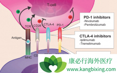 PD-1���Ƽ�������С������ζ�žͺ��޷���