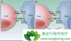 PD-1���Ƽ�������������ĸ���Ӧ����ƣ��