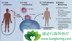 CAR-T�Ʒ�ͨ����ǿ������������ϵͳ���Կ���֢