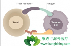 PD-1���Ƽ���������ҩ����ܻ��������Ч��