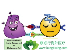 PD-1���Ƽ��������ƶԱȻ��Ʒ��Ƶ��ŵ�