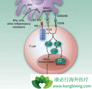 PD-1���Ƽ�Opdivo�������ӳ����ڷΰ�����������