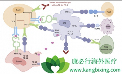 PD-1���Ƽ���������ҩ�����ư�֢Ч�����