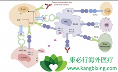 Ŀǰȫ���Ѿ��ж�PD-1/PD-L1����ҩ������