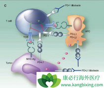 PD-1���Ƽ����ϻ��ƻ��߰���ҩ�������Ч����ô��