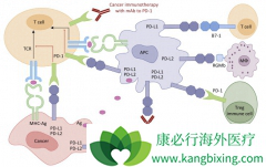 ��֢����ʹ��PD-1���Ƽ�ע����������Щ