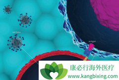 ��ҩ��ͷ������������CAR-Tϸ����������