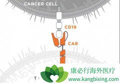 CAR-Tϸ��������Ȼ��Ϊ��ȫ�������ŵĿ���ҩ��