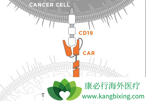 CAR-T