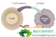 PD-1���Ƽ�Keytruda����IDO���Ƽ������ٴ�ʧ��