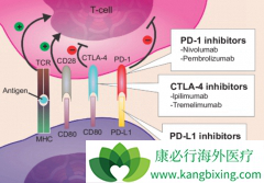 PD-1���Ƽ����ϻ��Ƶ����Ʒ��������ô���