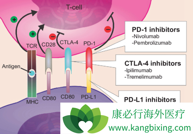 PD-1