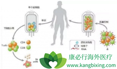 CAR-T��������CD19�⻹����԰е�BCMA��CD22