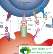 PD-1���Ƽ�ʵ��������ҽ��ʷ�Ͼ��޽��е��漣