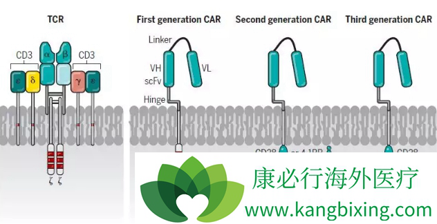 CAR-T