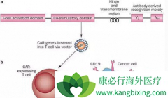 ���ż����ĸ���CAR-T�۸����½�����̬