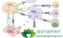 PD-1���������Ʒ��Ѿ��԰�֢�����Ʋ����˾޴��Ӱ��