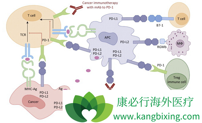 PD-1