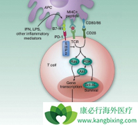 PD-1���Ƽ����Ϸ��������ڷ���