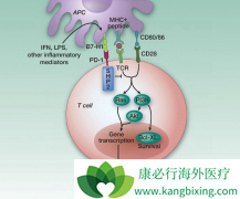 ����PD-1����Camrelizumabע��Һ������������CDE�а�����