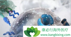 7x19CAR-T����С�����Ҫ������������֯��λ