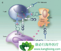 ĿǰPD-1���Ƽ�����������Ч������