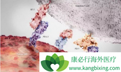 ��ڻ�������ʹ��PD-1����ɽ��͸�������