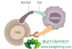 PD-1���Ƽ�ͨ����������������ϵͳ������