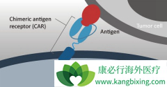 ˹������עʵ�����Լ�ͨ�û�CAR-T������о�