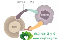 PD-1�������Tϸ���ָ�������ϸ��ʶ���ɱ��