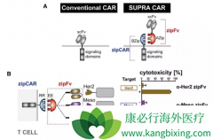 ����CAR-T�Ʒ�����˴�ͳCAR-T�Ʒ��Ĳ���