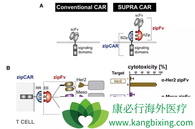 CAR-T