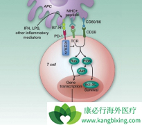 ������PD-1���Ƽ���ҩ��cemiplimab��������