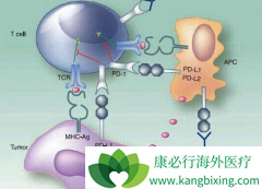 FDA����PD-1����ҩCemiplimab���������ʸ�