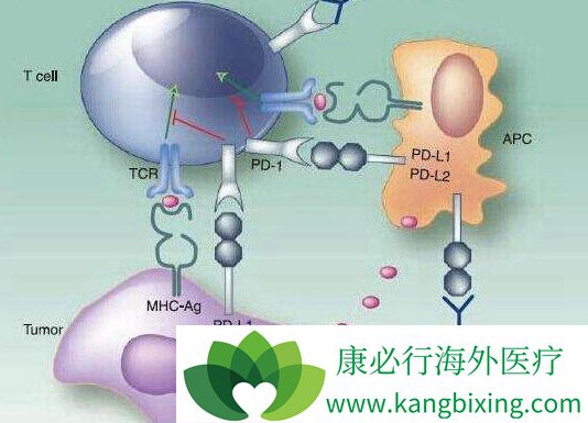 PD-1