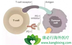 PD-1���Ƽ���ʹ�ù���������Щ����?