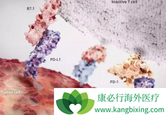 PD-1���ߵ��ص�����������10����Ӧ֢