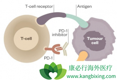 FDA�Ѿ���׼���PD-1���Ƽ����ڷΰ�������