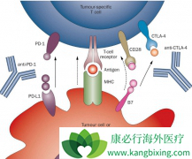 PD-1���Ƽ��ڷΰ������������ŷǳ������ı���