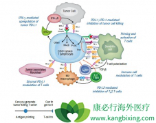 PD-1��PD-L1���Ƽ������˷ΰ����Ƶ���ʱ��