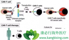 CAR-T�����˺ܳ�ʱ�䵫��������õ��ٴ���
