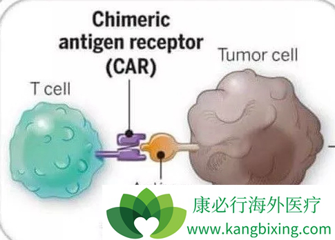 CAR-T CAR-T