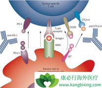 PD-1���Ƽ����ư�֢��ת�ƻ��ߵ�Ч����ô��