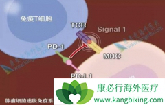 PD-1���Ƽ���Ϊ�ΰ�����ɱ��ǰ������