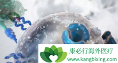 CAR-T���ƶԼ���B�ܰ�ϸ����Ѫ����Գ���